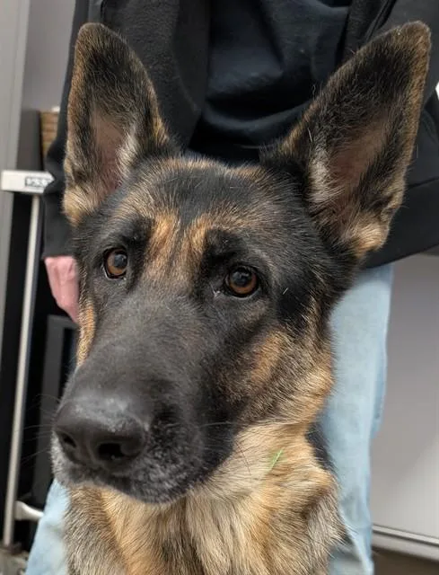 A young large-sized female German Shepherd Dog dog named Rosemary for adoption in Tucson, AZ
