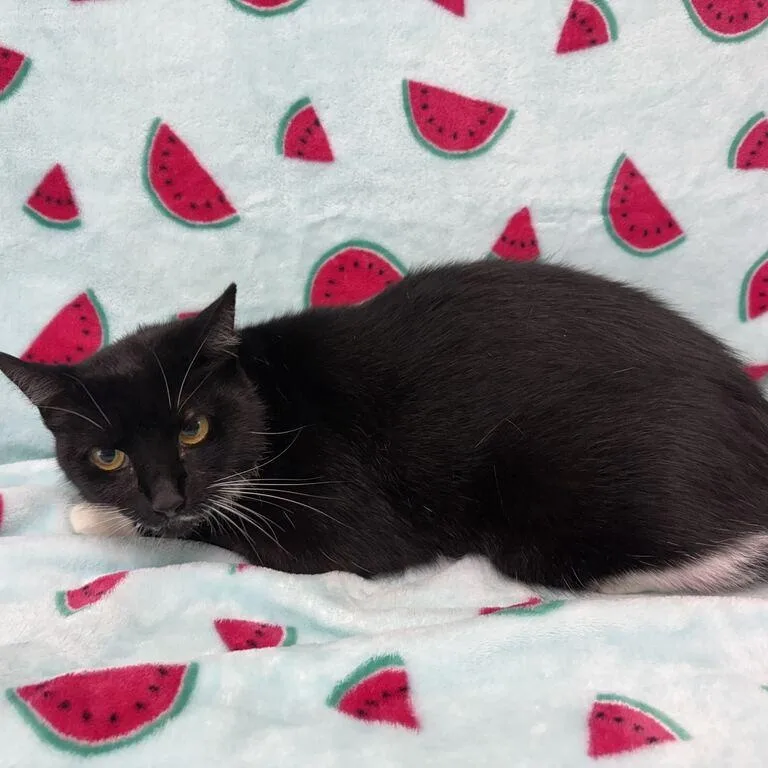 A senior medium-sized female Black & White / Tuxedo Domestic Short Hair cat named KiKa for adoption in Valdosta, GA