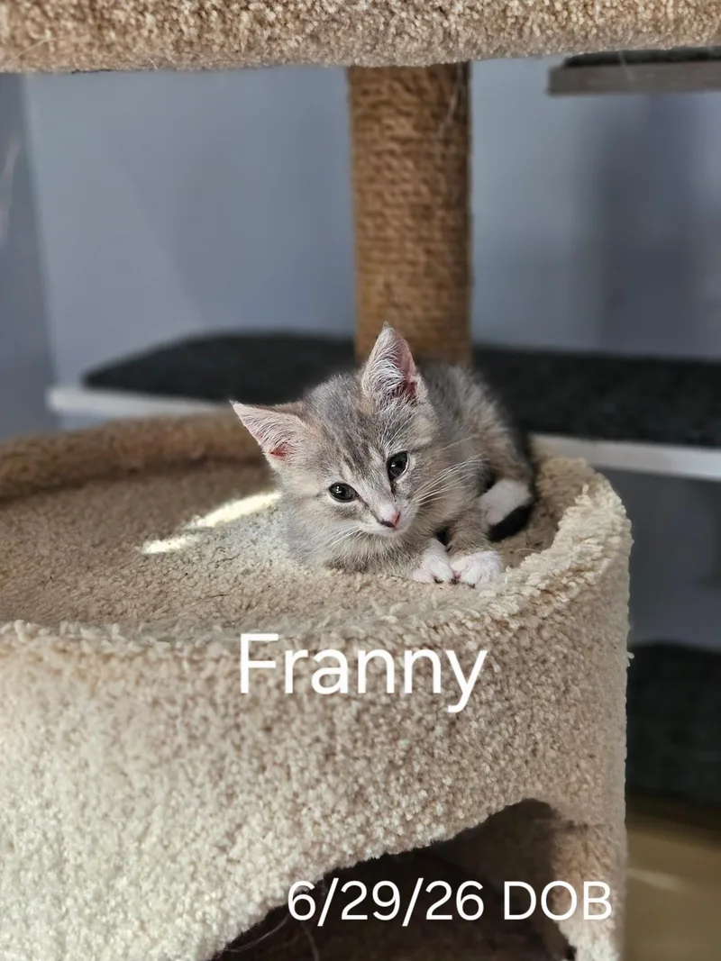 A baby medium-sized female Tabby (Gray / Blue / Silver) Tabby cat named Franny for adoption in Avondale, PA