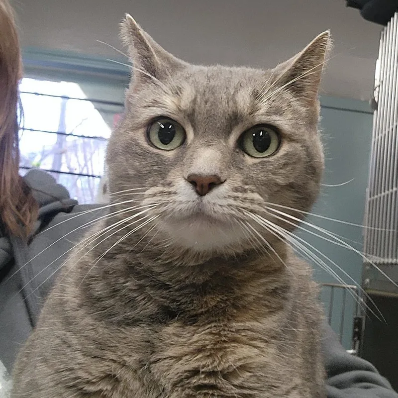 A senior medium-sized female Gray / Blue / Silver Domestic Short Hair cat named Danica for adoption in Spokane, WA