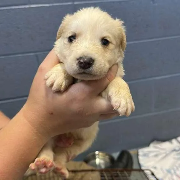 A baby small-sized male White / Cream Mixed Breed dog named Europe for adoption in Gadsden, AL