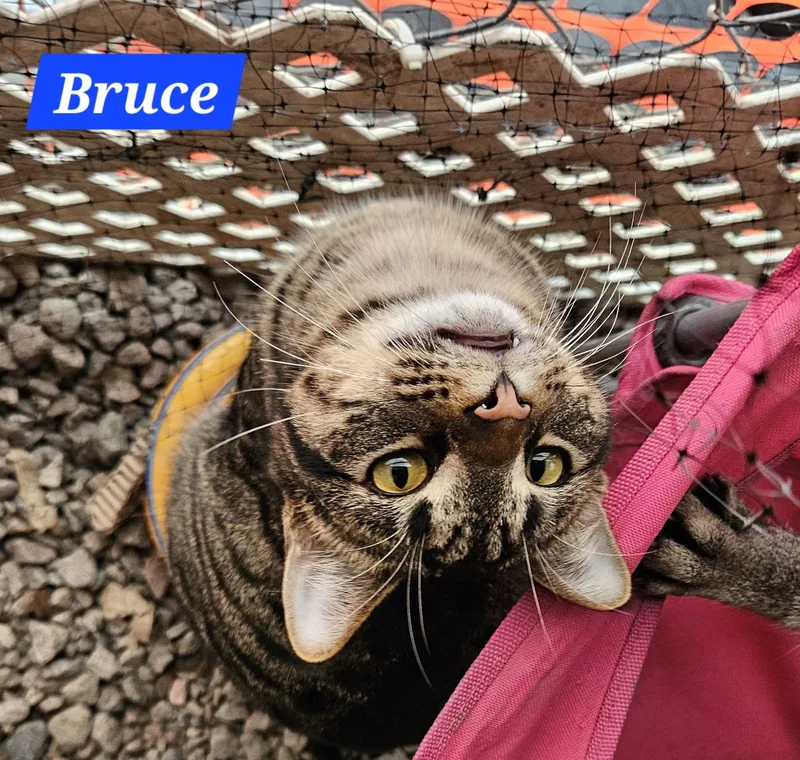 Bruce Banner  Nc thumbnail 2