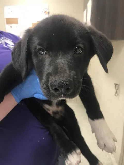 A baby small-sized male German Shepherd Dog dog named Socks for adoption in Conroe, TX