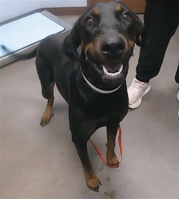 A young large-sized female Doberman Pinscher dog named Harriet for adoption in Phoenix, AZ