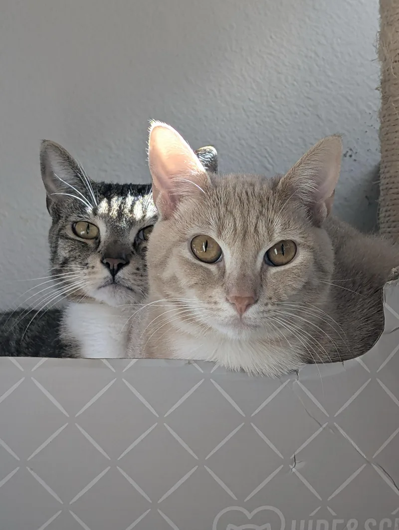 A young large-sized male Tabby (Buff / Tan / Fawn) Domestic Short Hair cat named Juan and Pedro for adoption in Seattle, WA
