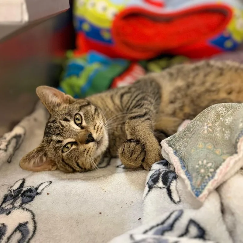 A young medium-sized male Domestic Short Hair cat named Koa for adoption in Portage, MI