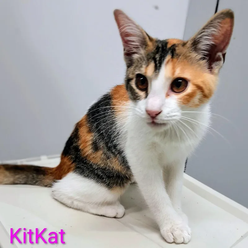 A baby small-sized female Domestic Short Hair cat named Kit Kat for adoption in Calverton, NY