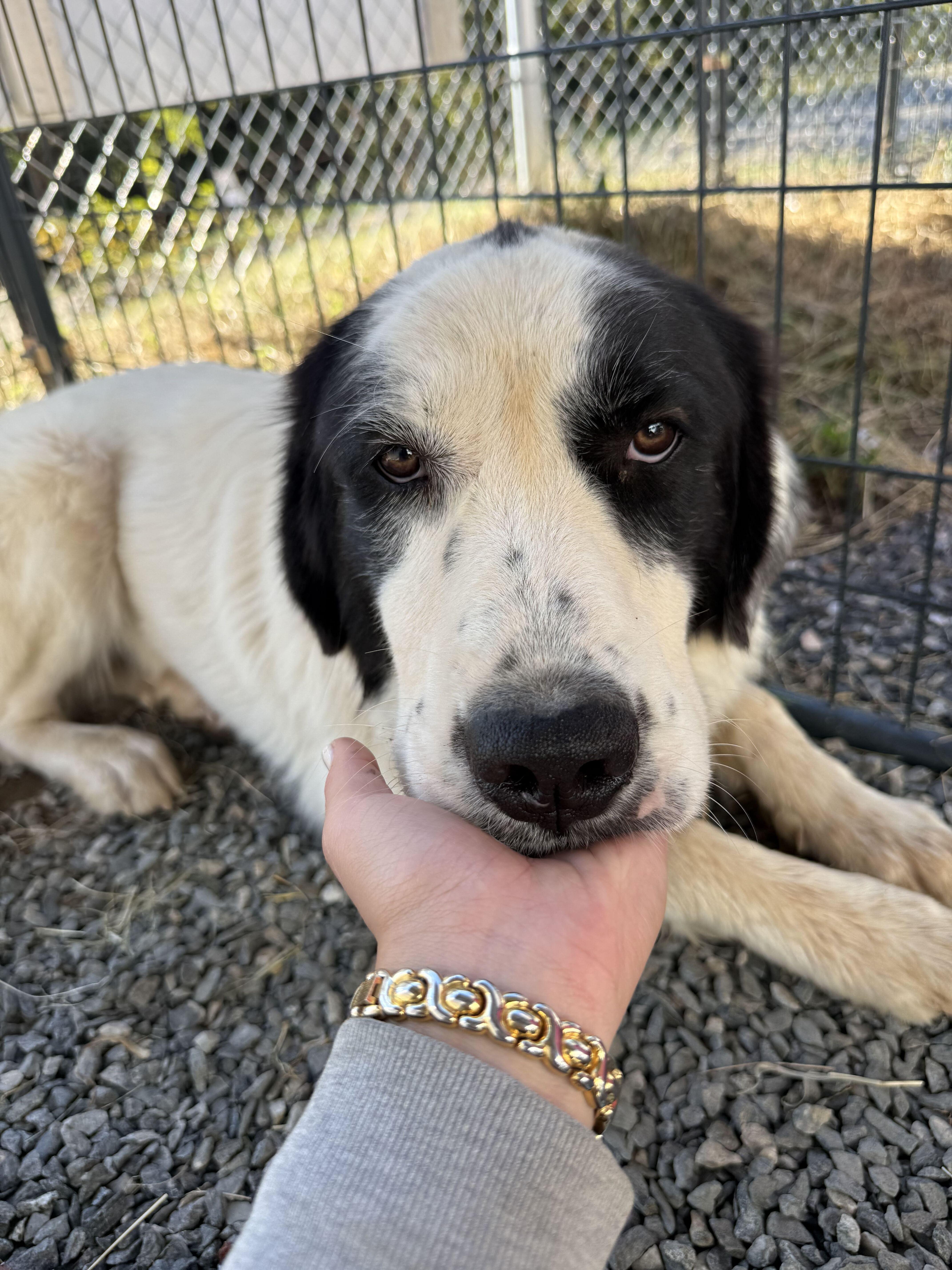 A young large-sized female Great Pyrenees dog named Badger for adoption in Marshall, NC