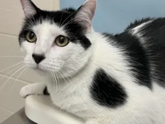 An adult small-sized male Domestic Short Hair cat named Chip for adoption in Woodbury, MN