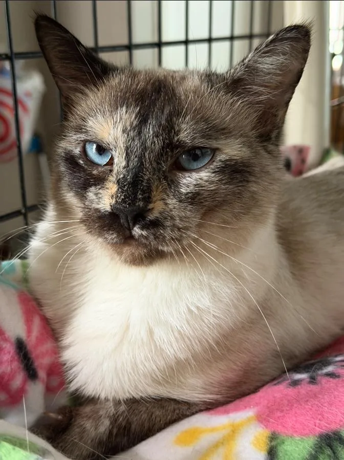 A baby medium-sized female Seal Point Siamese cat named Justice & Burt for adoption in Rochester, NY