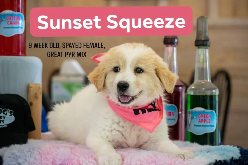 Sunset Squeeze thumbnail 2