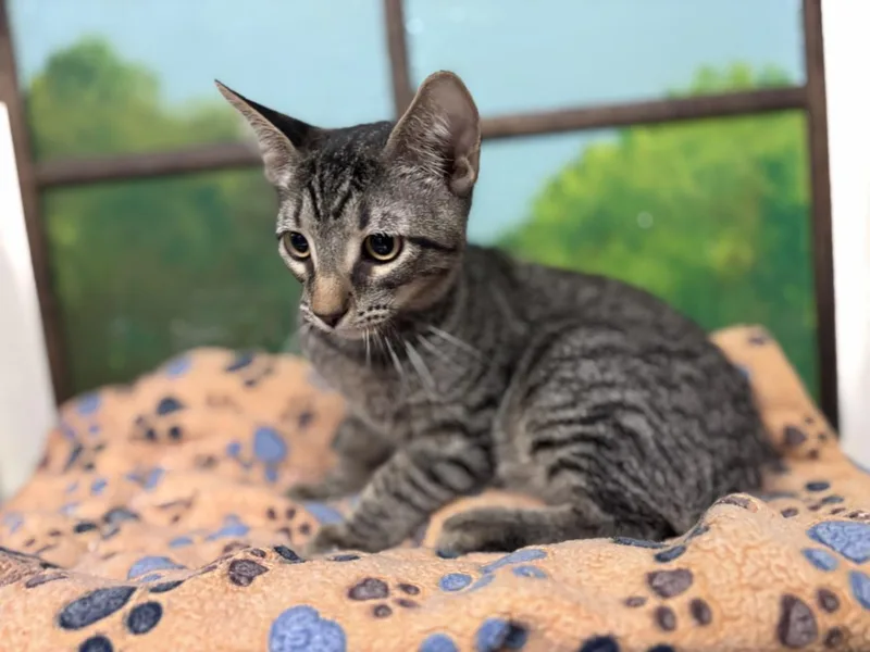 A baby small-sized male Domestic Short Hair cat named Americano for adoption in Houston, TX