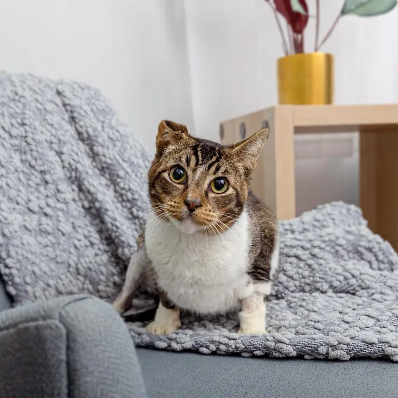 An adult medium-sized male Domestic Short Hair cat named Cobalt for adoption in Los Angeles, CA