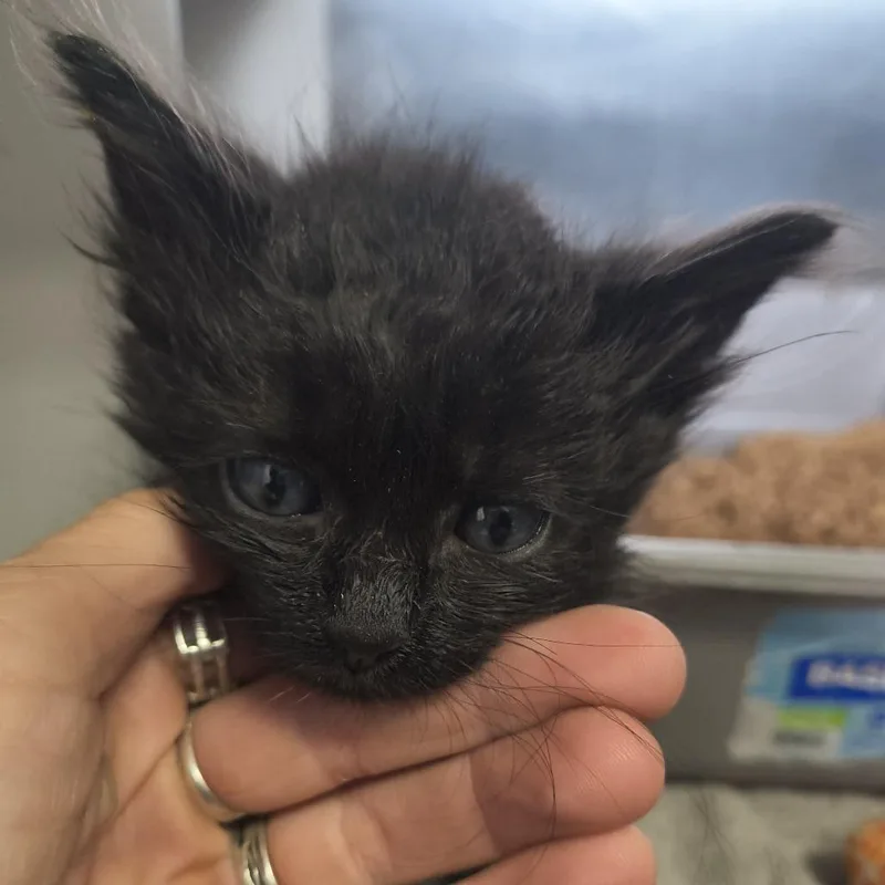 A baby small-sized female Domestic Medium Hair cat named Miracle for adoption in Othello, WA