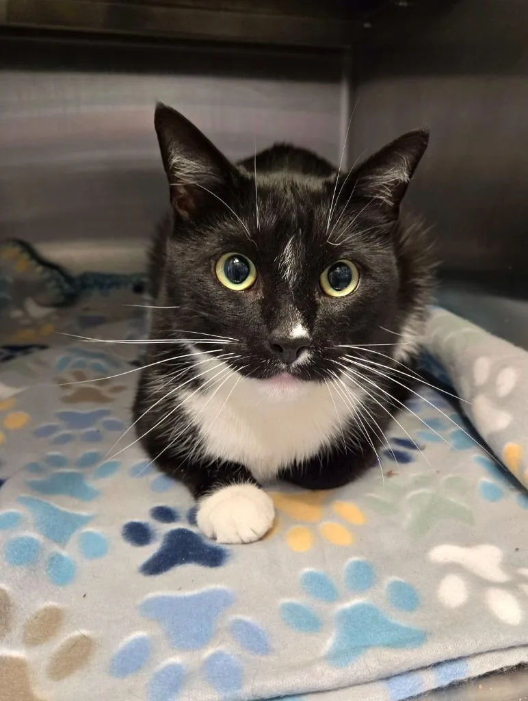 A senior large-sized male Domestic Short Hair cat named Charlie for adoption in Sidney, OH