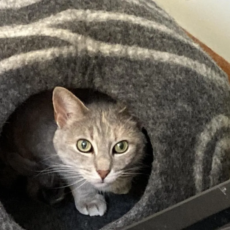 A senior small-sized female Calico Domestic Short Hair cat named Zuna for adoption in Minneapolis, MN