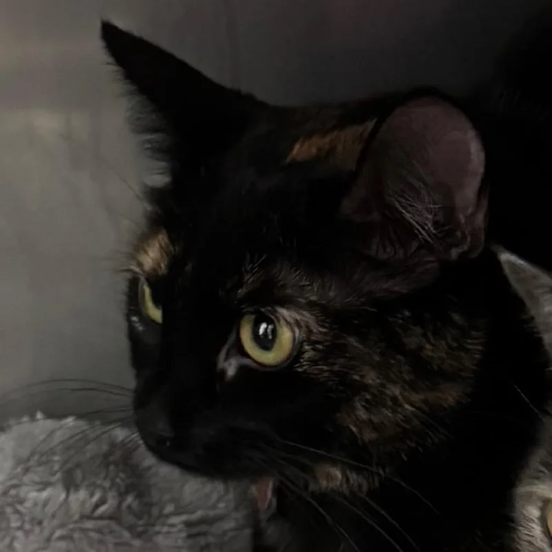 An adult medium-sized female Tortoiseshell Domestic Short Hair cat named Myko for adoption in Lakewood, CO