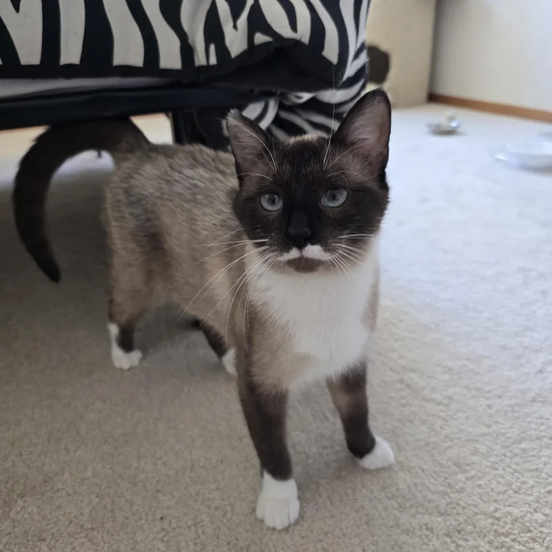 A young medium-sized female Seal Point Snowshoe cat named Tiki for adoption in Fargo, ND