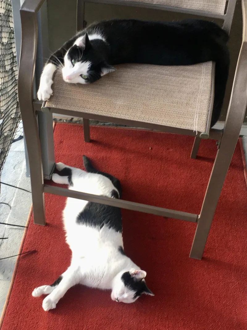 An adult large-sized male Black & White / Tuxedo Domestic Short Hair cat named Kato And Zoe for adoption in Long Beach, CA