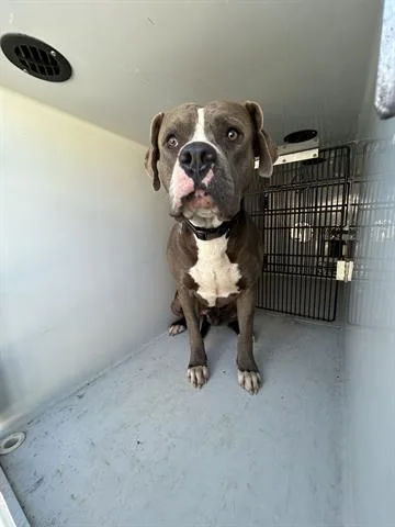 An adult large-sized male Pit Bull Terrier dog named A for adoption in Houston, TX