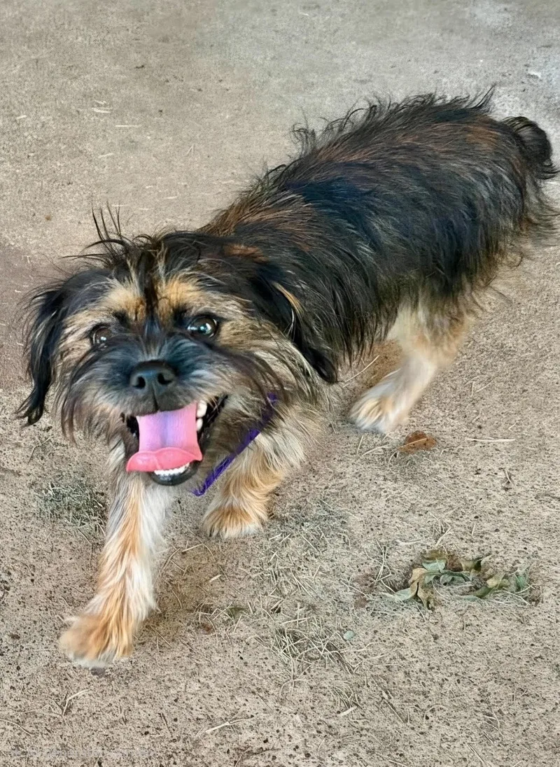 A baby small-sized female Bicolor Brussels Griffon dog named Dorothy for adoption in North Richland Hills, TX