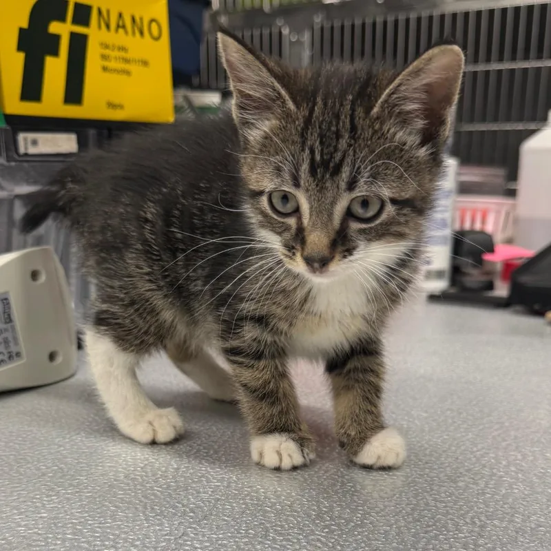 A baby small-sized male Brown / Chocolate Domestic Short Hair cat named Aphid for adoption in Spokane, WA