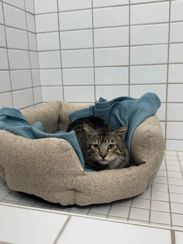 An adult medium-sized male Domestic Short Hair cat named Lester for adoption in Miami, FL
