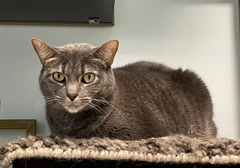 Biscuits thumbnail 3