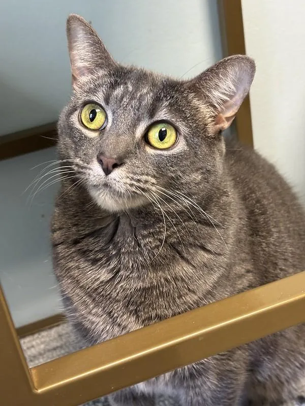 Biscuits thumbnail 4