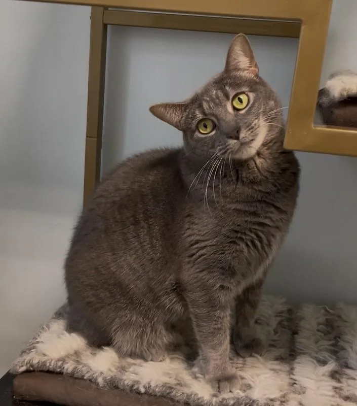 An adult medium-sized female Gray / Blue / Silver Domestic Short Hair cat named Biscuits for adoption in Chicago, IL