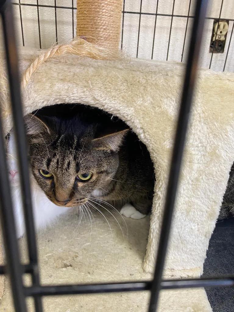 A young small-sized male Domestic Short Hair cat named Adam for adoption in Fort Worth, TX