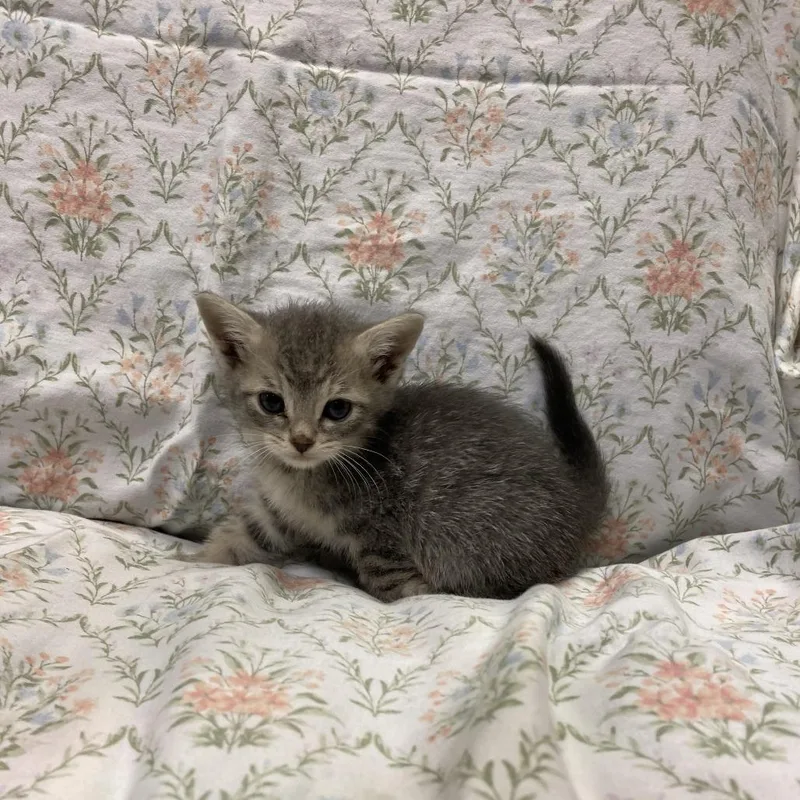 A young medium-sized female Gray / Blue / Silver Domestic Short Hair cat named Natasha Romanoff for adoption in Los Angeles, CA