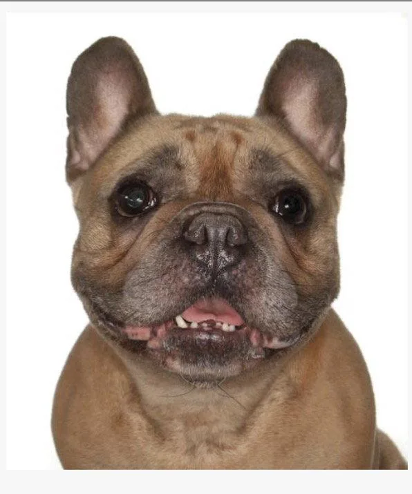 A young small-sized female French Bulldog dog named Fiona for adoption in Fort Pierce, FL