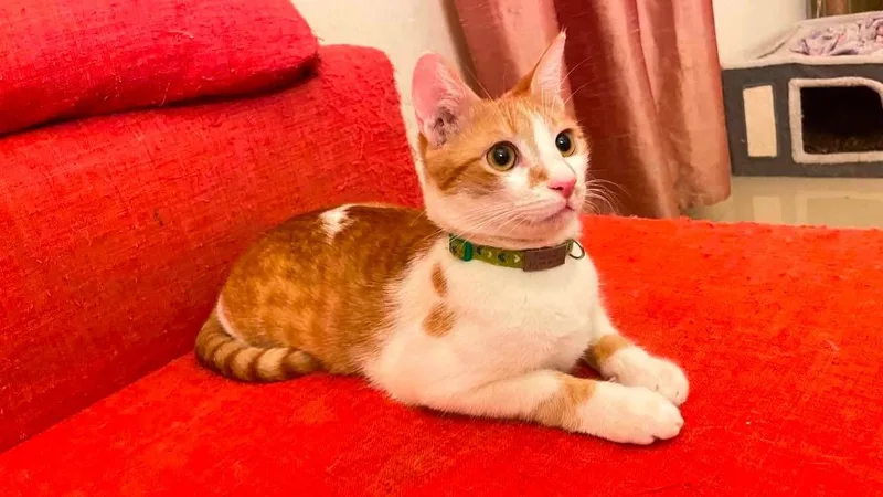 A baby medium-sized male Domestic Short Hair cat named Mimi for adoption in Lunenburg, MA