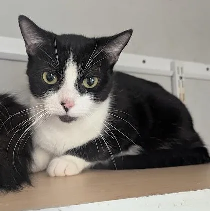 An adult medium-sized female Black Domestic Short Hair cat named Spinelli for adoption in Shippenville, PA