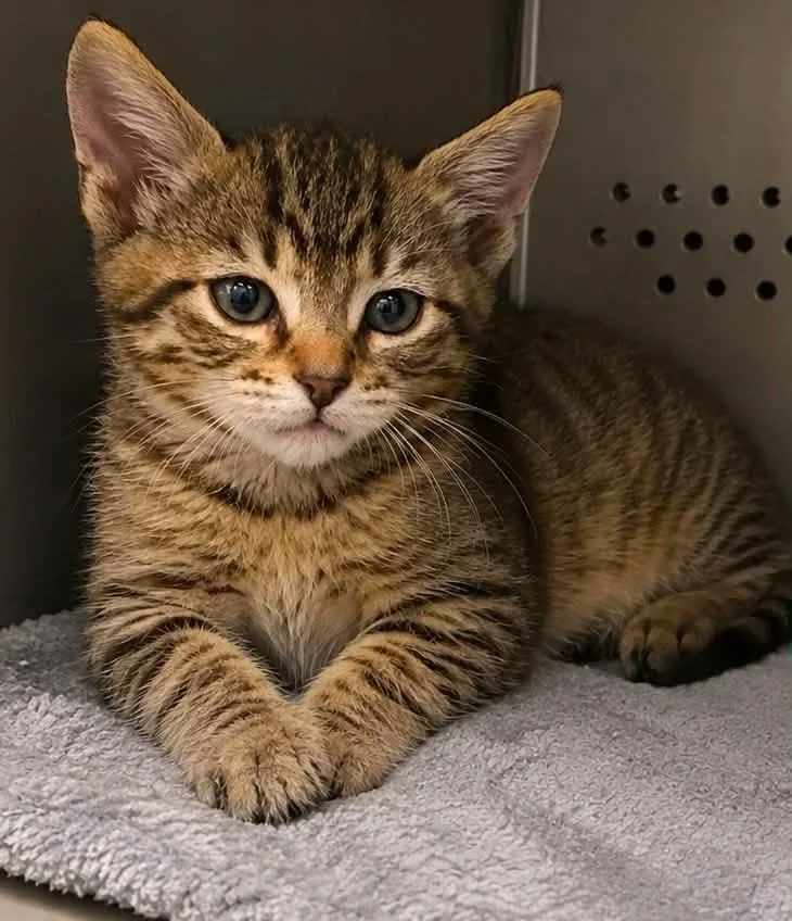 A baby small-sized female Domestic Short Hair cat named Eleanor for adoption in Columbia, TN