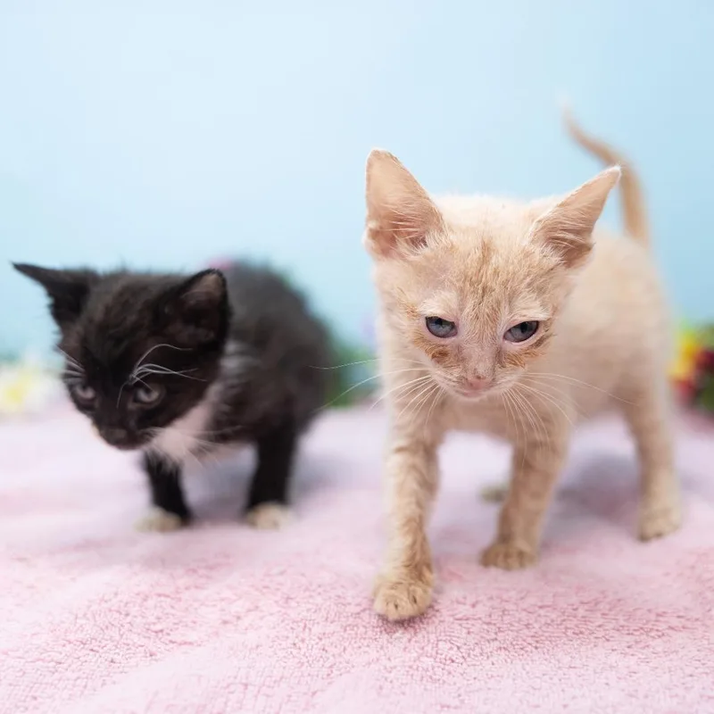 A baby small-sized female Buff / Tan / Fawn Domestic Short Hair cat named DJ Triangle Gerbil for adoption in Durham, NC