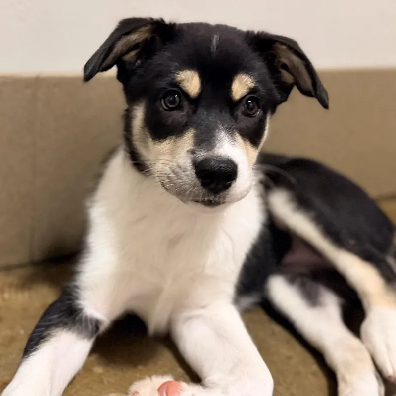 A baby medium-sized female Black Husky dog named Hattie for adoption in Green Bay, WI