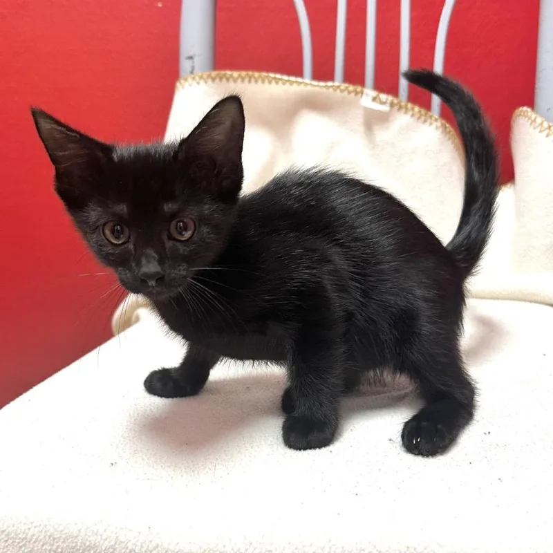 A baby small-sized male Black Domestic Short Hair cat named Doodle Dandy Q for adoption in Union, MO