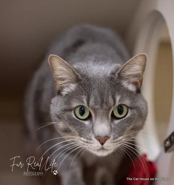 A senior large-sized male Gray / Blue / Silver Tabby cat named Thor for adoption in Parlier, CA