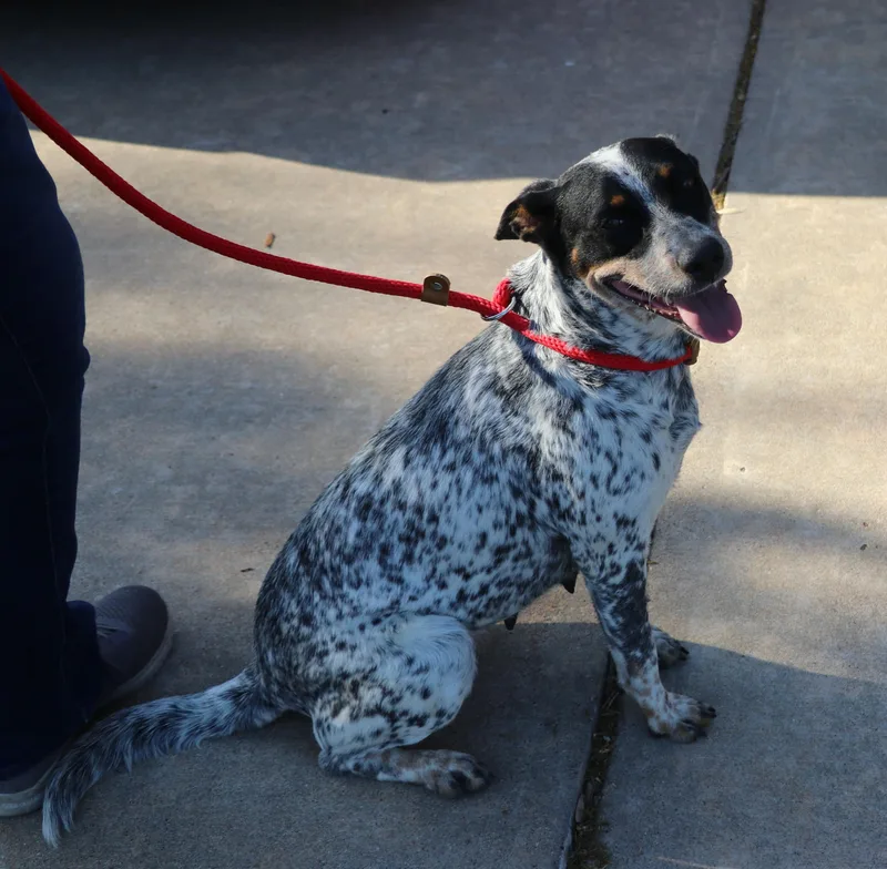 A young medium-sized female Harlequin Australian Cattle Dog / Blue Heeler dog named Sasha Heeler for adoption in Pflugerville, TX