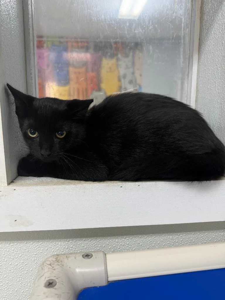 A baby medium-sized male Domestic Short Hair cat named Timothy for adoption in Albion, NY