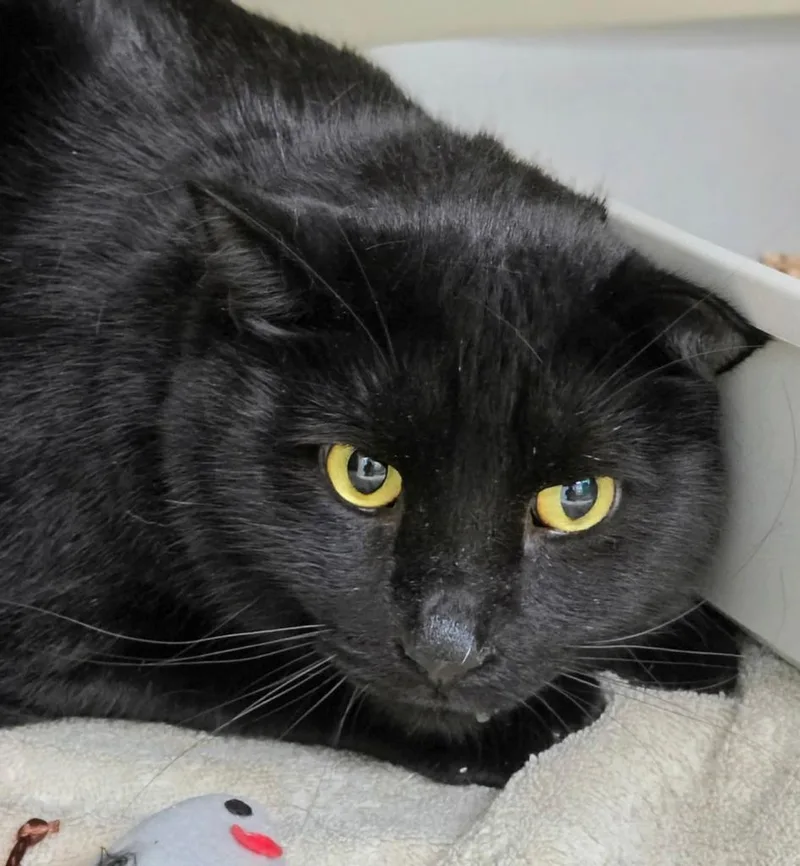 A senior large-sized male Domestic Short Hair cat named Buddy for adoption in Bloomington, IN