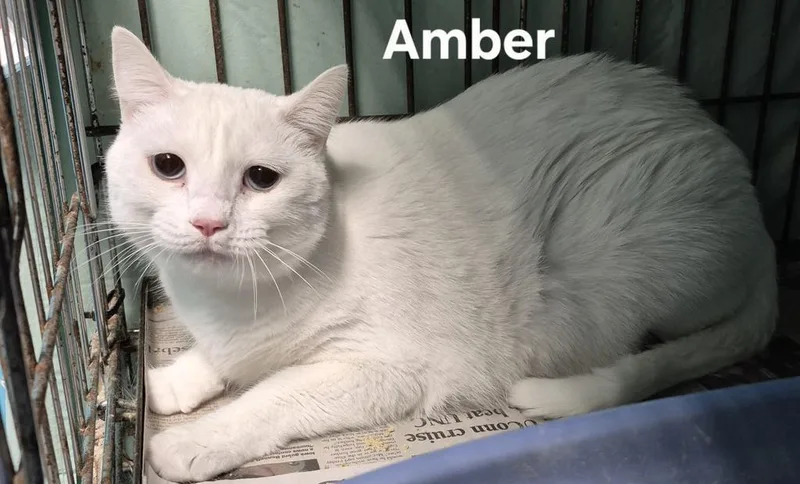 A young medium-sized female Domestic Short Hair cat named Amber for adoption in Kendallville, IN