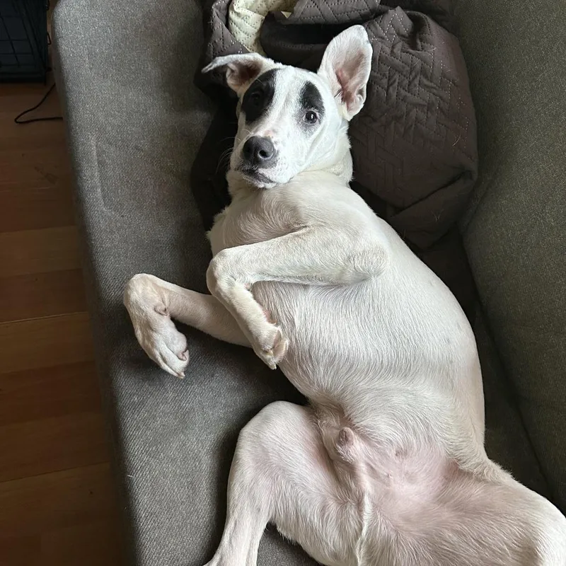 An adult medium-sized male Terrier dog named Olaf for adoption in Harrisonburg, VA