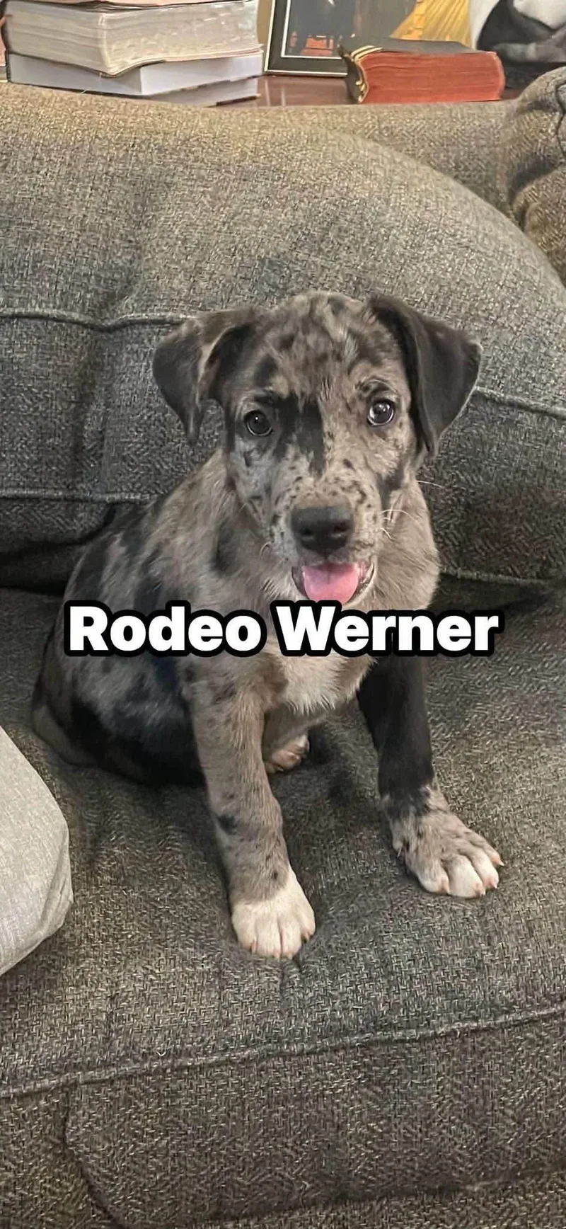 Rodeo Werner thumbnail 3