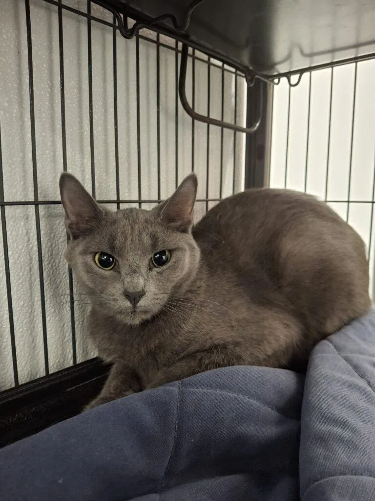 A young medium-sized female Domestic Short Hair cat named Scorpion for adoption in Ironwood, MI