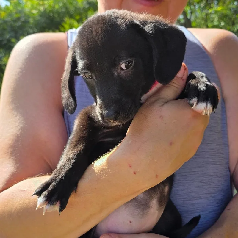 A baby small-sized female Black Golden Retriever dog named Minerva for adoption in Rossville, GA
