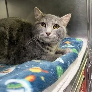 A young medium-sized male Gray / Blue / Silver Domestic Short Hair cat named Jerry for adoption in Rapid City, SD