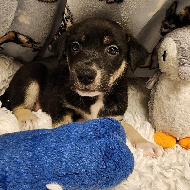 A baby medium-sized female Bicolor Shepherd dog named Fanta for adoption in ALPINE, TX